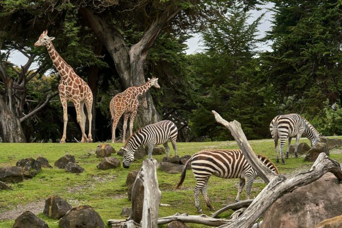 Photo by Nikolay Tchaouchev two giraffe and three zebra on green grass field under trees at daytime