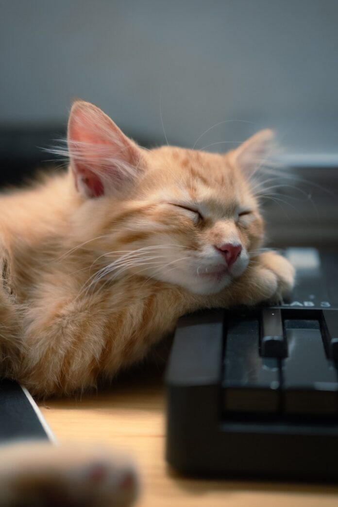 A fluffy orange kitten sleeps on a keyboard.